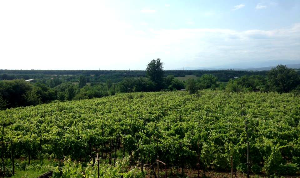 “Nobody can do your business better than you” – Young Georgian winemaker tells her story geotv.ge